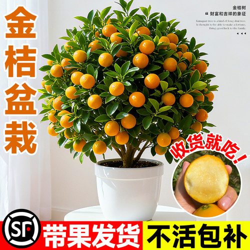 金桔树树苗盆栽年橘可食用带