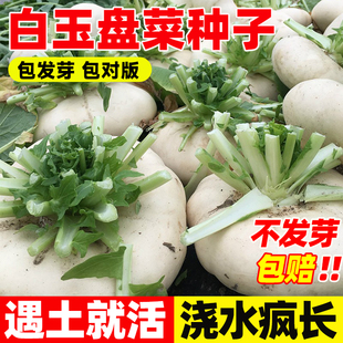 白玉盘盘菜种子芥菜腌菜盘菜头种子春季四季播盘菜菜种籽蔬菜种孑