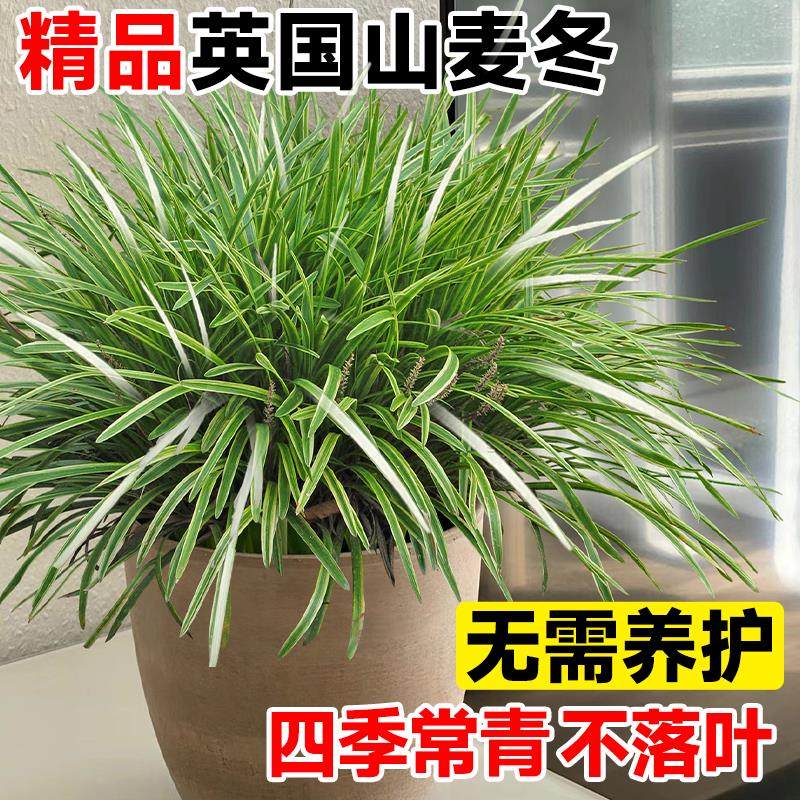 英国山麦冬盆栽纯金啤酒阔叶金边室内外耐寒耐热花镜四季常绿植物