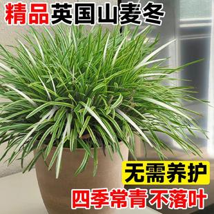 英国山麦冬盆栽纯金啤酒阔叶金边室内外耐寒耐热花镜四季常绿植物