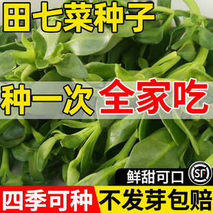 田七菜种籽四季种植易成活早熟抗病高产特色保健菜三七种子盆栽苗
