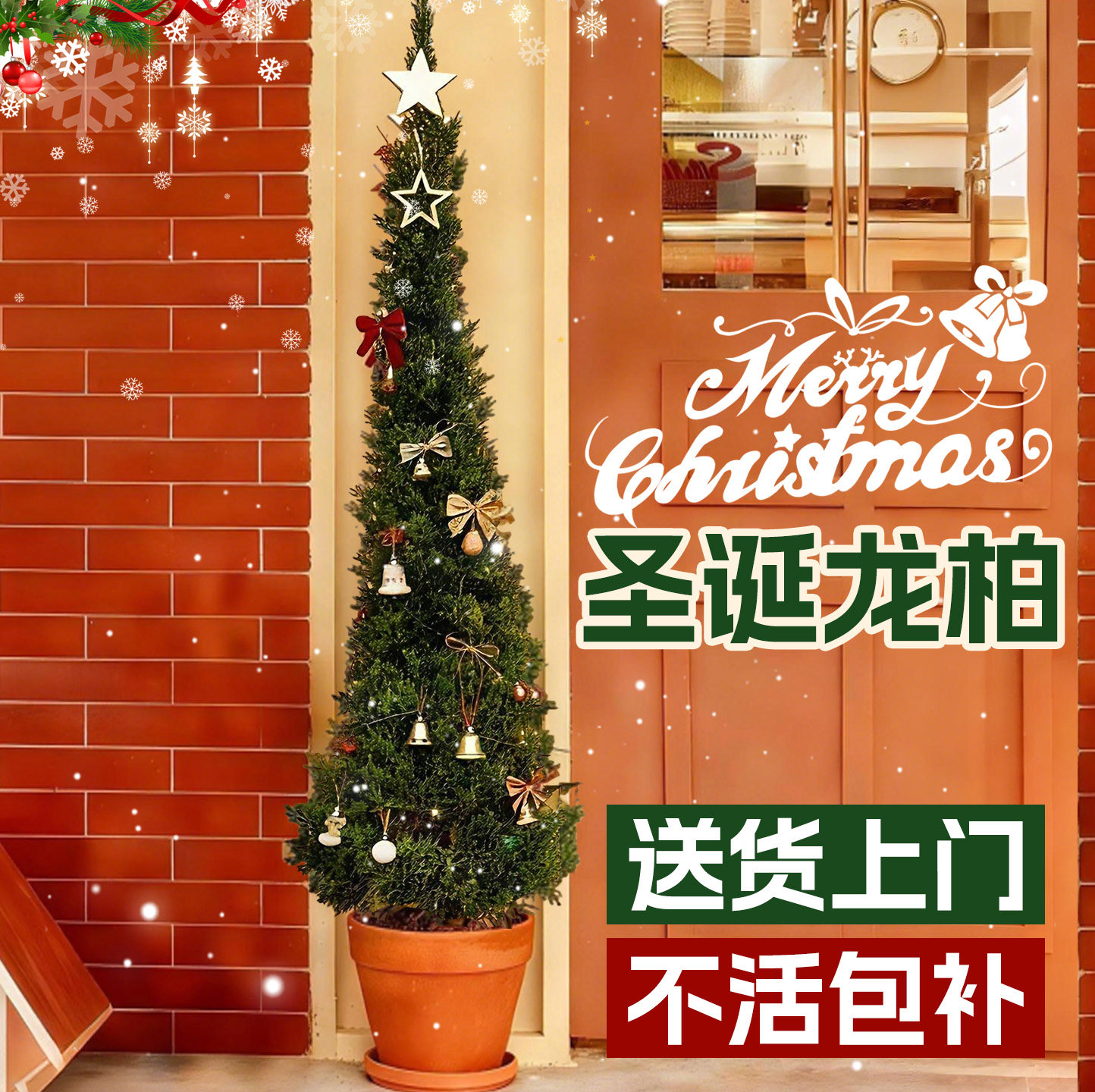 圣诞树真树龙柏松树装饰品客厅