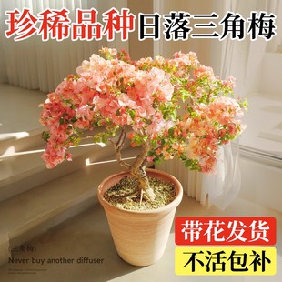 日落三角梅盆栽阳台高端重瓣绿樱带花苞室内老桩特大苗花卉绿植物