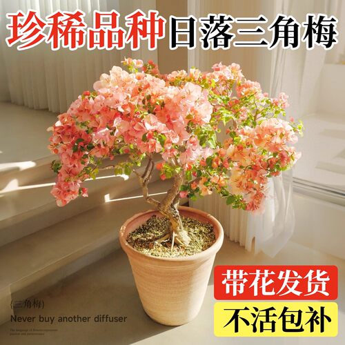 日落三角梅盆栽阳台高端重瓣绿樱