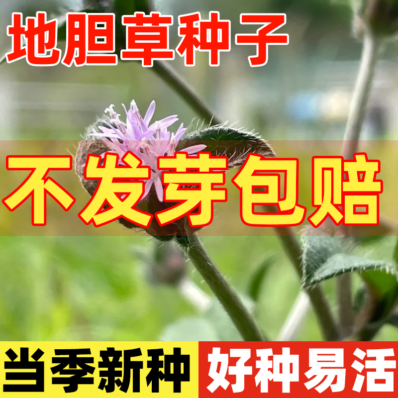 地胆草种子地胆头苦地胆红花地斩头种籽四季种植易活多年生草药籽