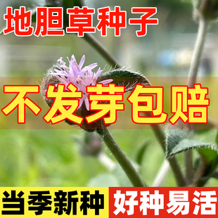 地胆草种子地胆头苦地胆红花地斩头种籽四季种植易活多年生草药籽