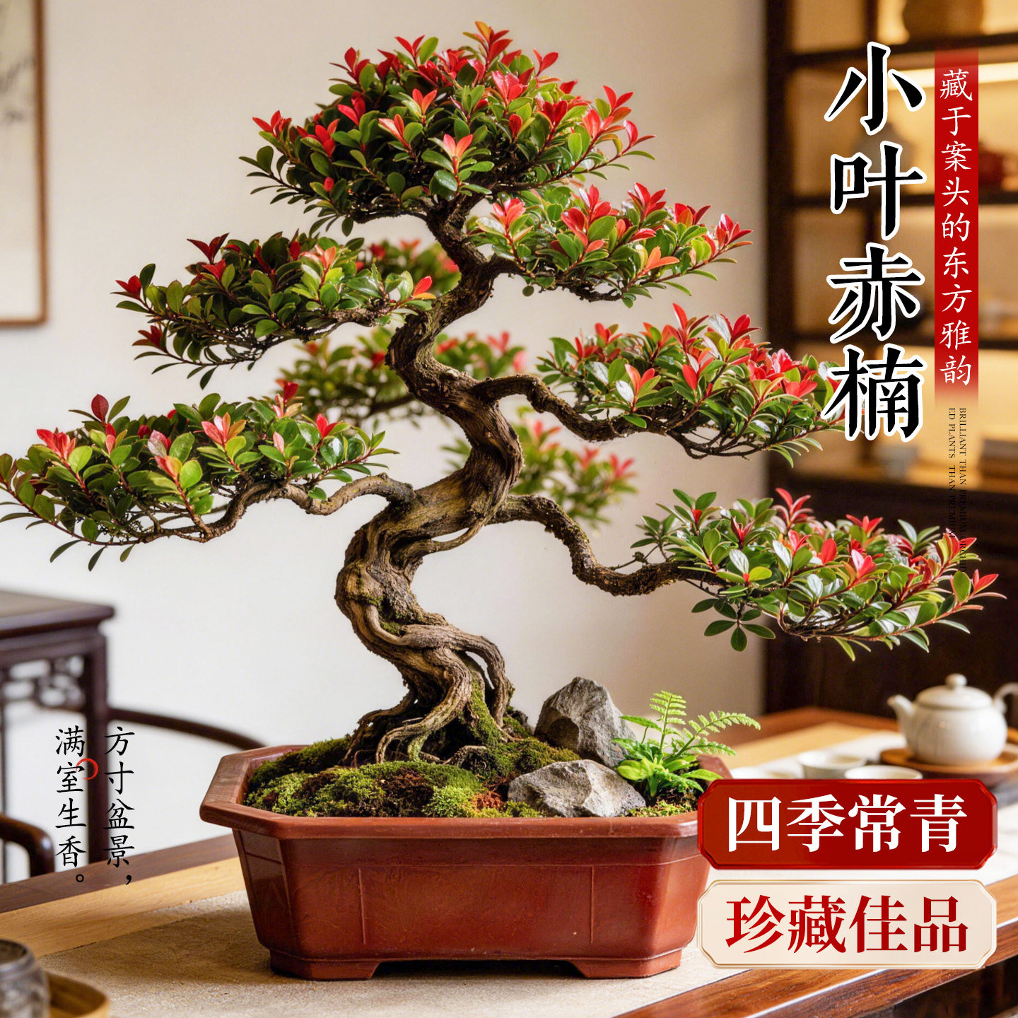 小叶赤楠盆栽金丝楠木真树书房办