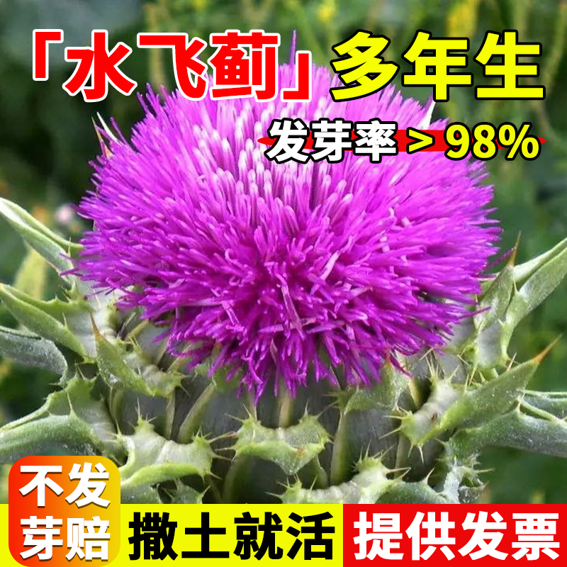 水飞蓟种子新采飞蓟种子小圣蓟幸福蓟药材香料香草植物中草药种籽
