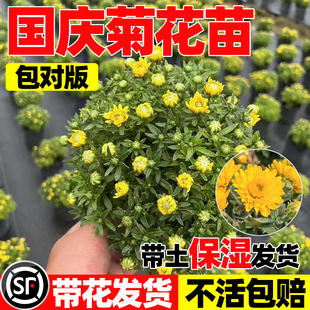 国庆菊花苗耐寒九月菊大花丝菊盆栽大苗阳台庭院盆栽地被花镜植物