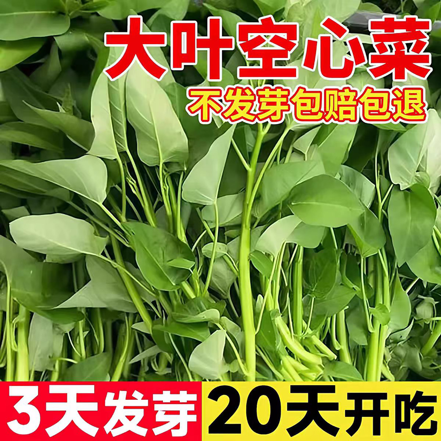大叶空心菜种籽子四季空心菜种子室内外盆栽阳台种植蔬菜种子大全
