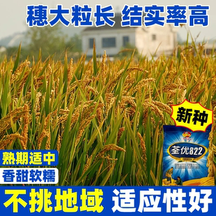 荃优822水稻种籽正宗高产好吃可留种旱稻种子旱谷香米糯谷稻谷种