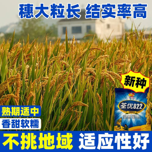 荃优822水稻种籽正宗高产好吃可