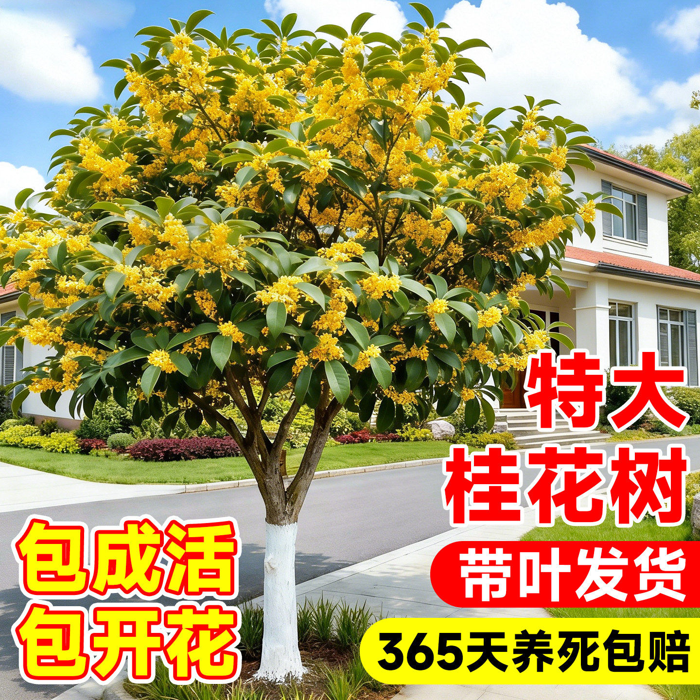 八月桂花树苗四季金丹桂庭院地栽特大苗南北方种植绿化大树好养活