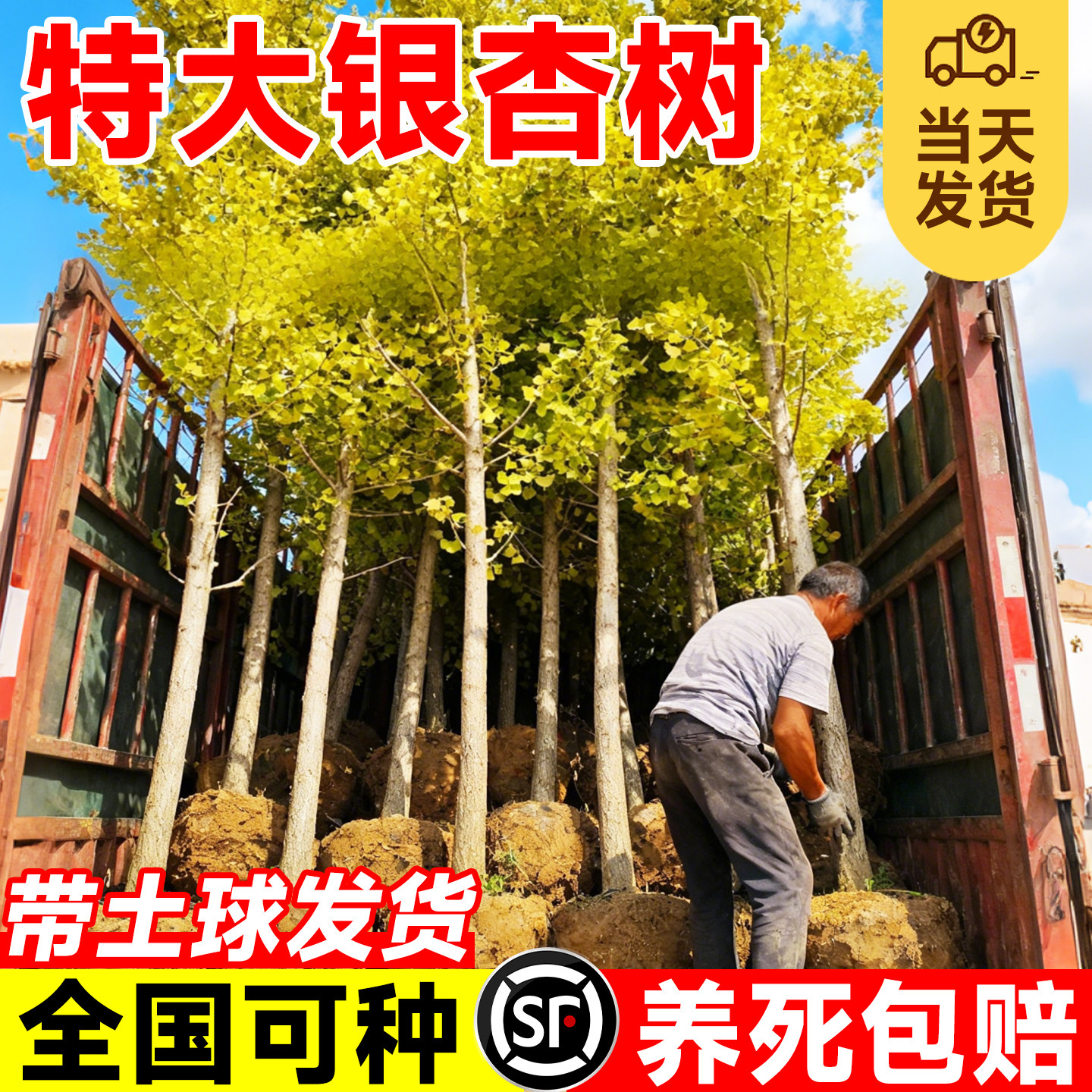 特大银杏树苗六月金杏早金绿叶庭院别墅易成活绿化行道树乔木大树