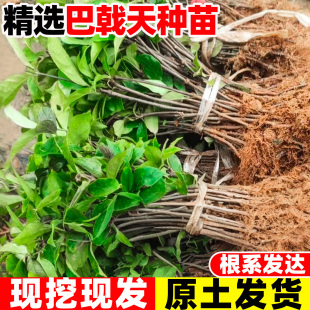 巴戟天苗药材种苗巴戟苗高要正宗肇庆德庆带叶带根鸡肠风树苗种植