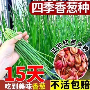 香葱葱头种农家小香葱种子四季种植红葱头盆栽阳台火葱头蔬菜种籽