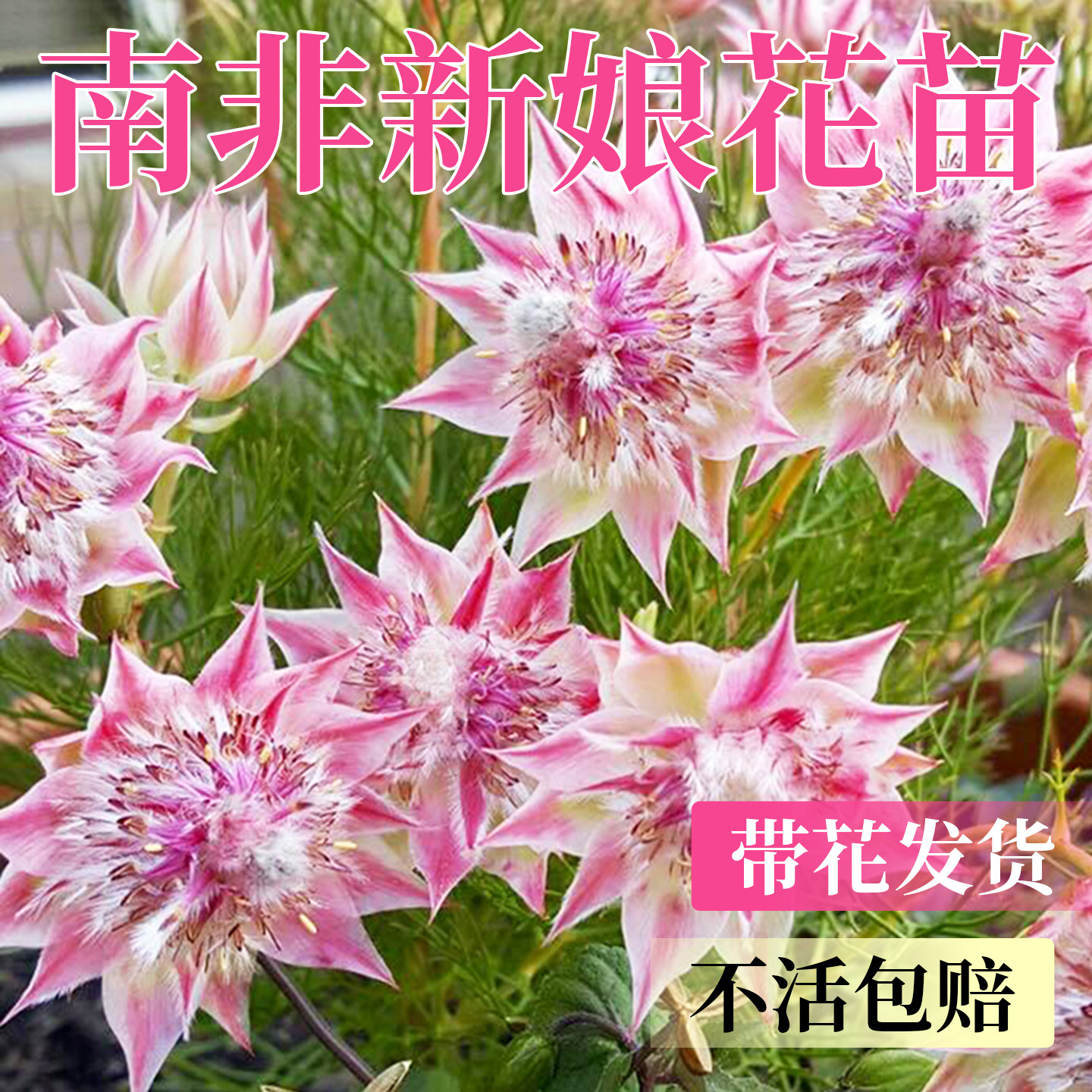 南非新娘花盆栽粉色粉红女郎卡
