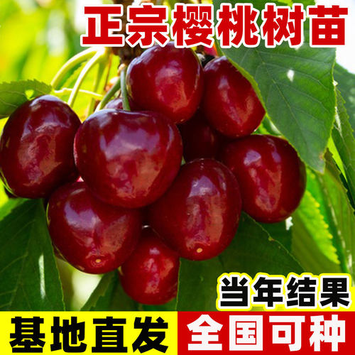 正宗大樱桃树苗果树果苗嫁接