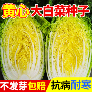 黄心大白菜种子耐热四季秋冬鸡蛋黄奶油山东真好吃蔬菜种籽孑大全