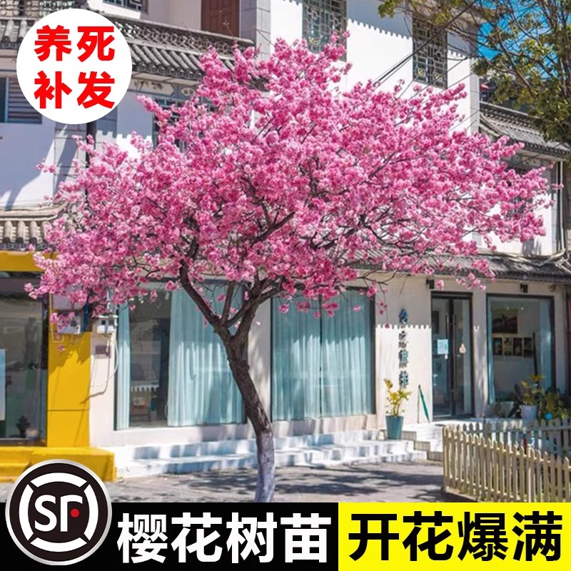 樱花树苗庭院大树耐寒矮化晚樱图片