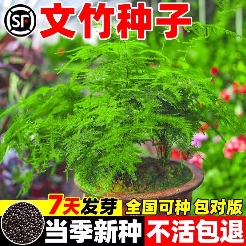 文竹种子景观云竹云片松种籽室内盆栽观赏绿植四季常青竹子苗易活