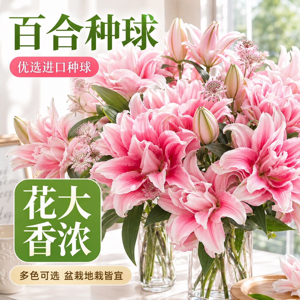 百合种球荷兰进口香水重瓣多头大花阳台庭院四季浓香盆栽球根种苗