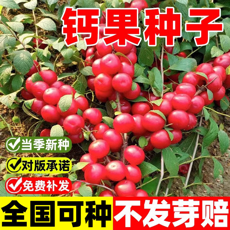 钙果种子新采高钙果树种子北方耐寒四季易种活种籽子欧李种子