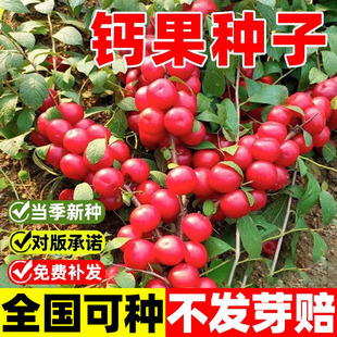 钙果种子新采高钙果树种子北方耐寒四季易种活种籽子欧李种子