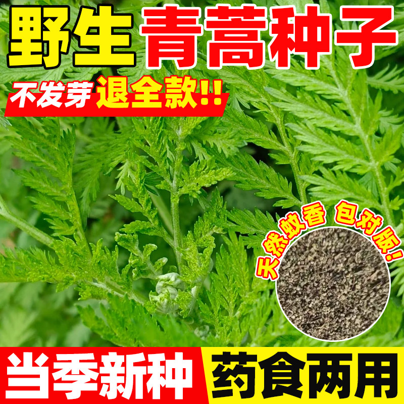 青蒿种子中药材种籽野生四季播青蒿素艾蒿香蒿黄花蒿种孑蒿子草籽