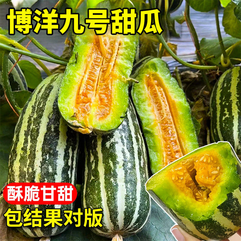 博洋九号甜瓜种子高甜冰糖子甜掉牙花皮香瓜种籽羊角蜜四季高产苗