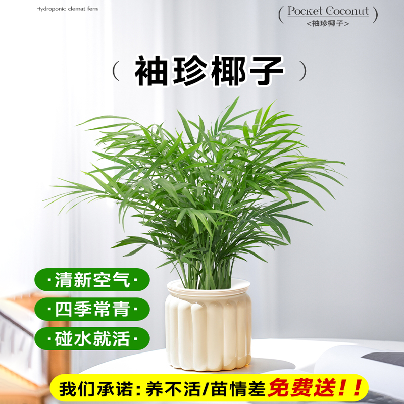 袖珍椰子水培植物盆栽室内绿植适合懒人养的四季常青植物净化空气