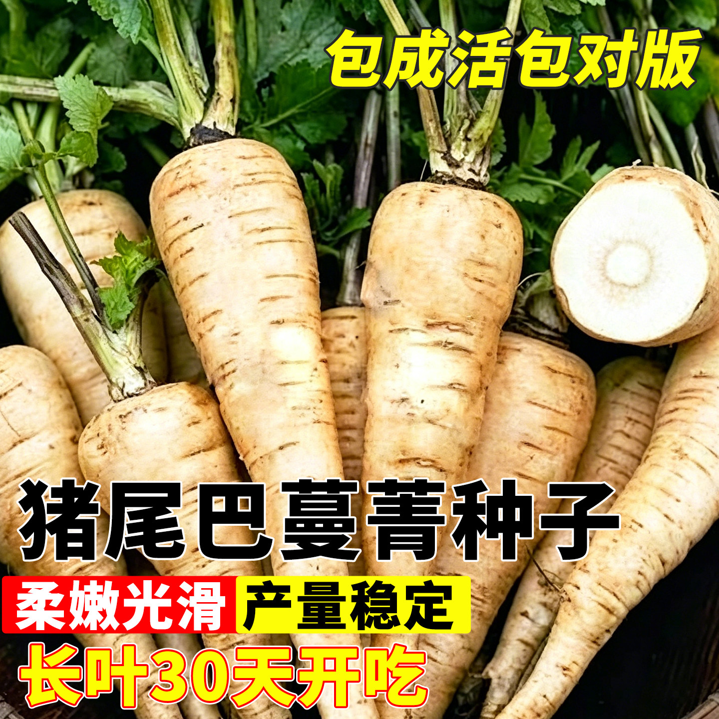 猪尾巴人参蔓菁种子四季农家特产菜清香面甜野菜一年生蔬果菜种籽