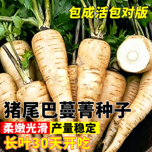 猪尾巴人参蔓菁种子四季农家特产菜清香面甜野菜一年生蔬果菜种籽