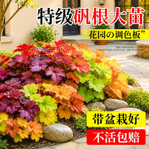 矾根花苗绿植盆栽彩叶巩根四季观