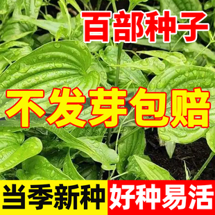 百部种子中药材种子庭院阳台耐寒紫花百部根种对叶直立大百部种籽