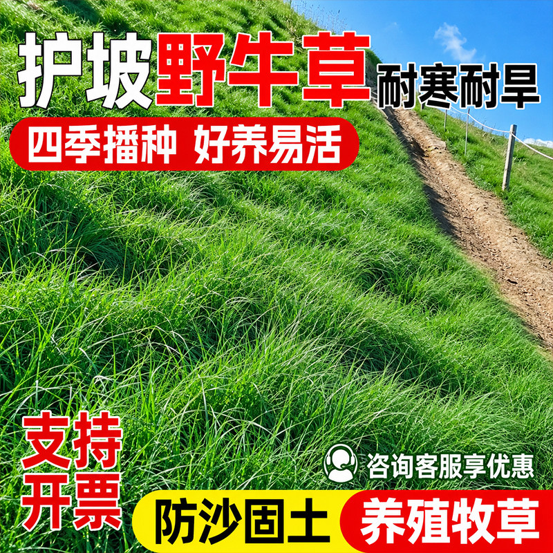 野牛草种子匍匐茎发达固土