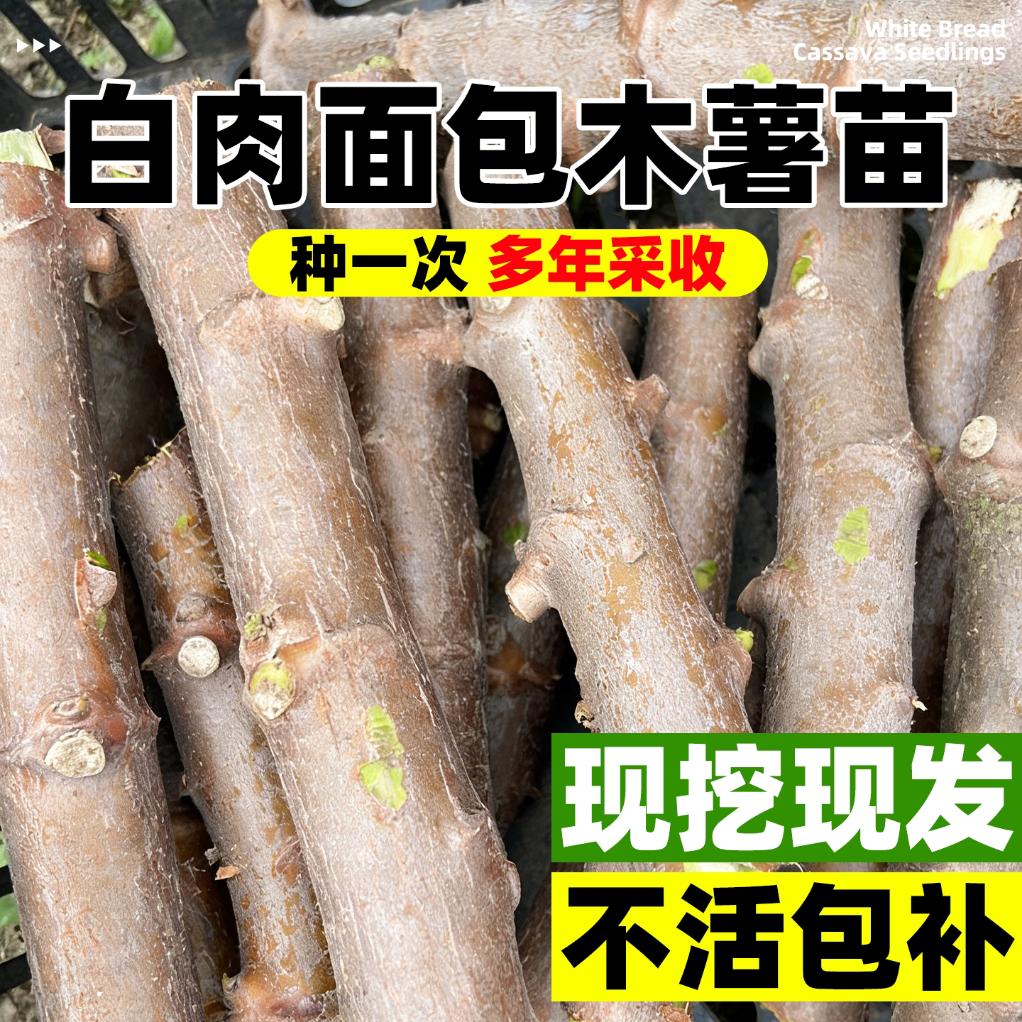 白肉面包木薯种苗高产易成活食用图片