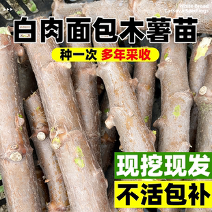 白肉面包木薯种苗高产易成活食用苗甜白肉黄心木薯种子黄肉木薯茎