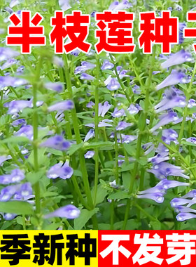 半枝莲种子四季种植庭院阳台