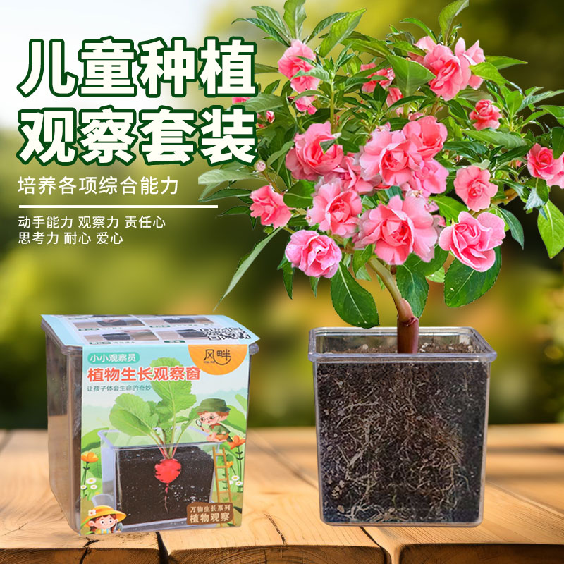 儿童种植小盆栽凤仙花种子学生实验观察四季开花向日葵太阳花种籽