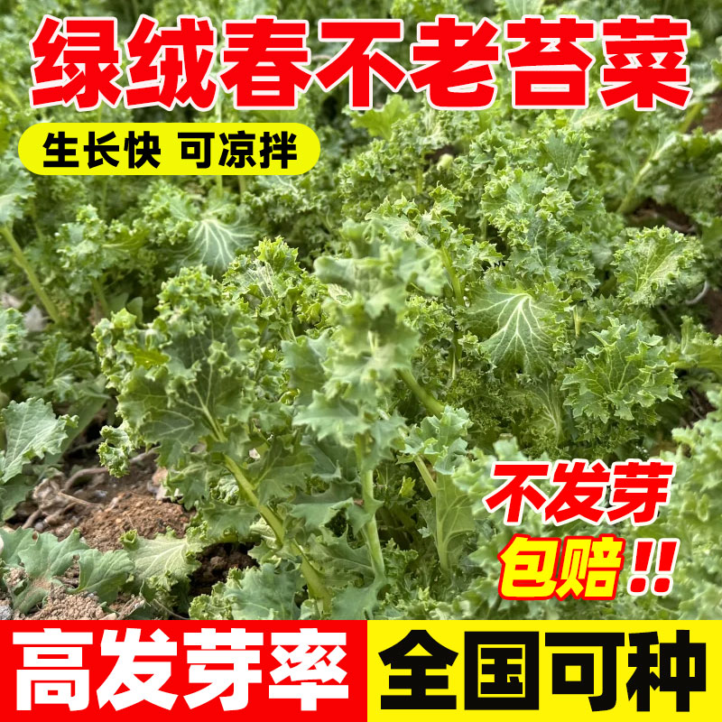 绿绒春不老苔菜种子菜园四季种植