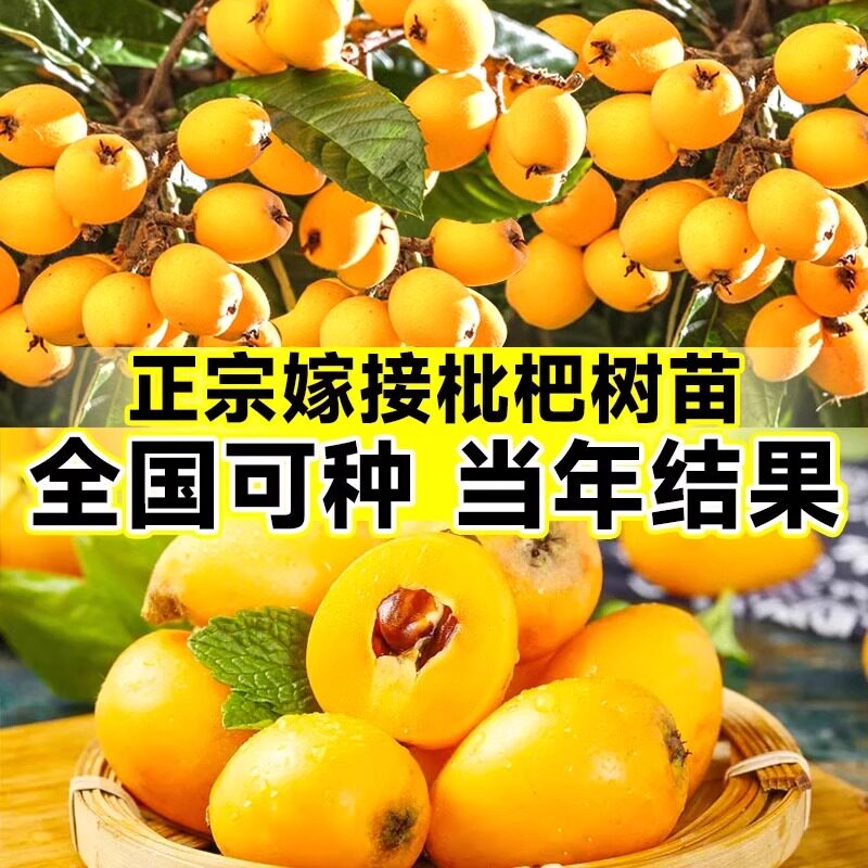 枇杷果苗无核砂糖树嫁接盆