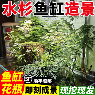 水杉水培植物室内客厅鱼缸造景好养活四季懒人绿植冷链速发溪流沙