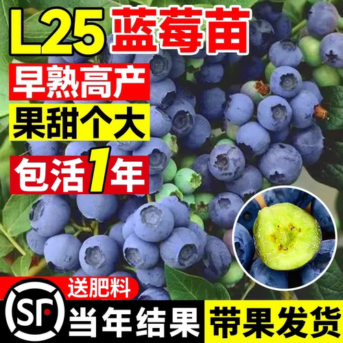 蓝莓树果苗盆栽带大果蓝梅苗奥尼