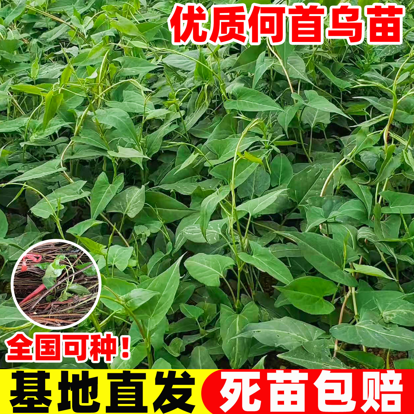 何首乌苗中草药种植苗何首乌盆栽爬藤风水盆景苗耐寒何首乌种植苗