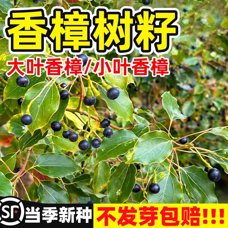 香樟树籽大叶小叶香樟籽四季种植