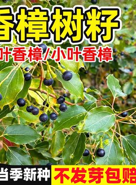 香樟树籽大叶小叶香樟籽四季种植