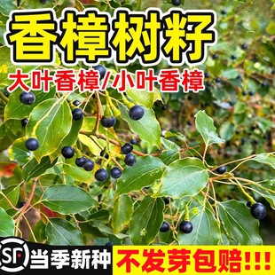 香樟树籽大叶小叶香樟籽四季种植绿化行道新采樟树种子四季青树种