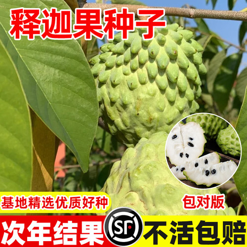 释迦果种子特大牛奶凤梨四季种植