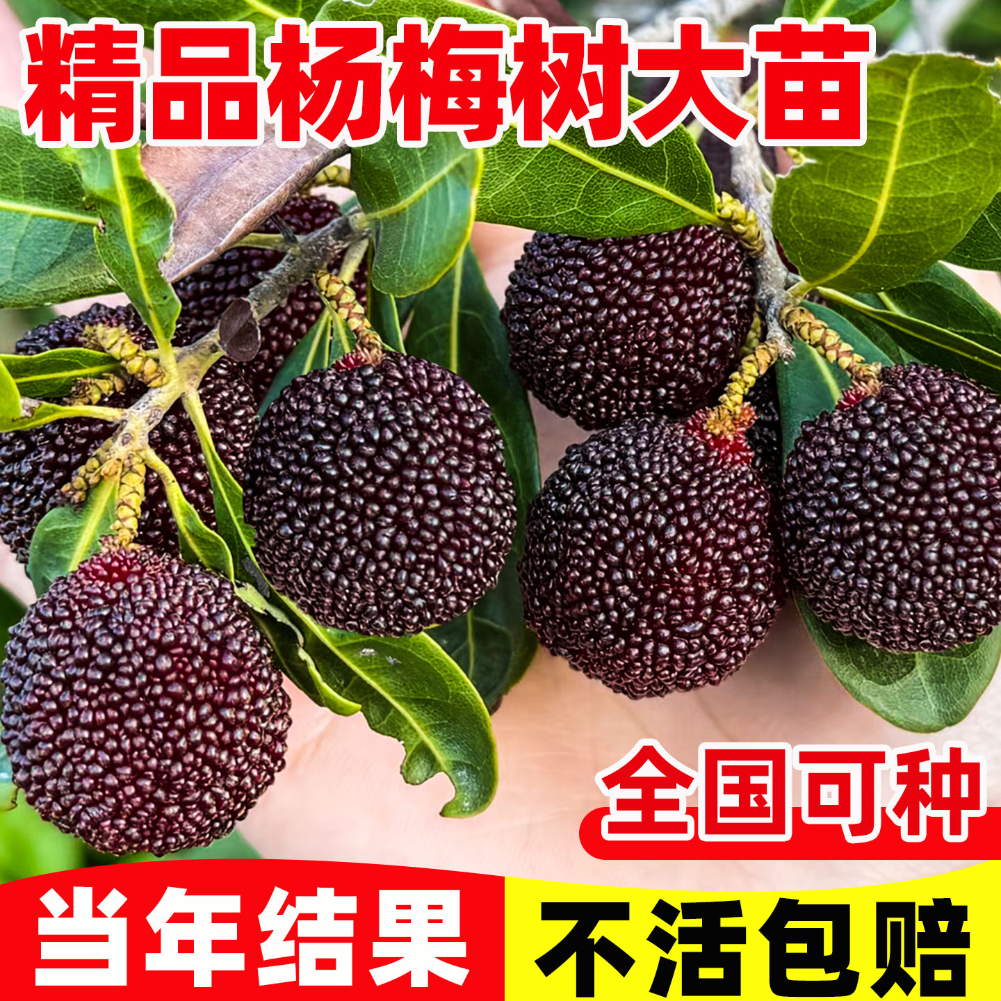云南杨梅树树苗特大南方北方种植地栽当年结果杨梅苗当年结果大苗